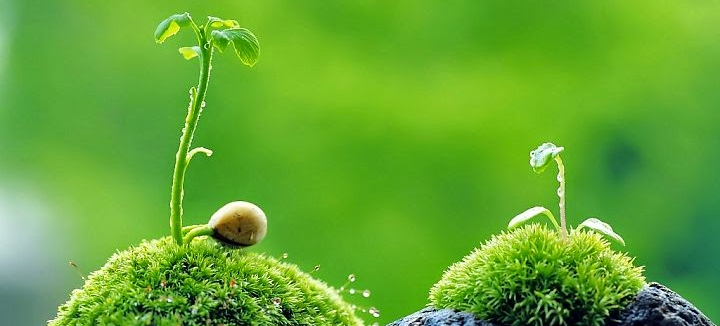 sức sống từ thiên nhiên